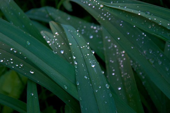 新鮮的青草與水drops_2