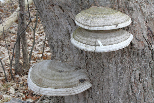 藝術(shù)家的真菌