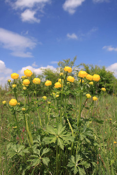 金蓮花