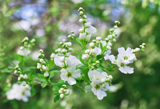 白白鵑梅屬天山堇菜花美麗的背景虛化堆