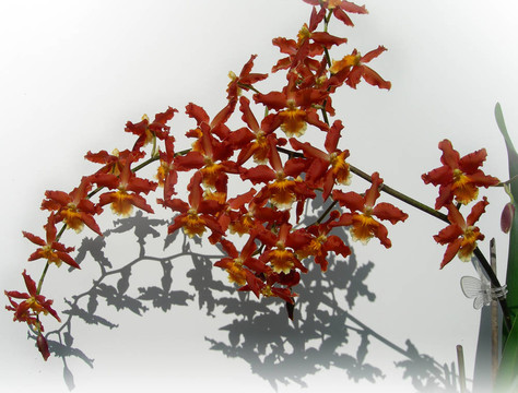 紅蘭花盛開