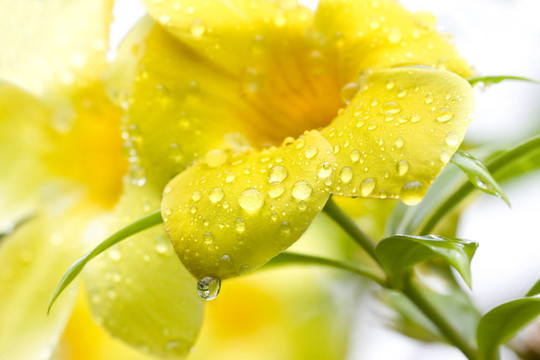 雨后的金色小號藤