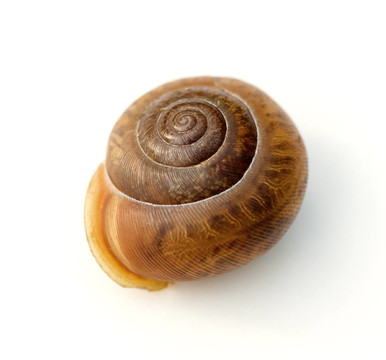 蝸牛的殼
