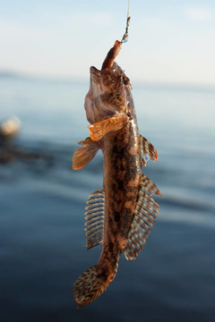 捕獲的魚