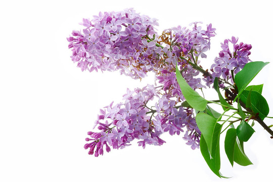丁香花.