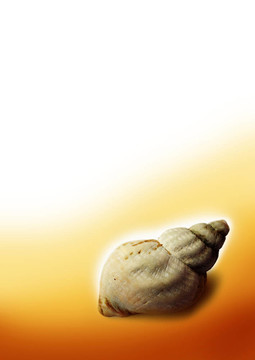 海貝殼