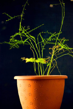 綠色植物裝飾