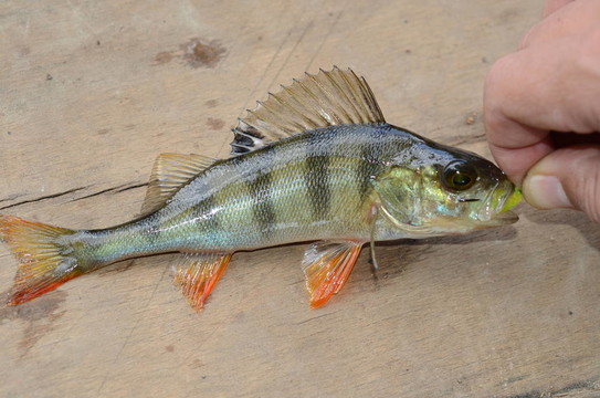 棲息在釣魚