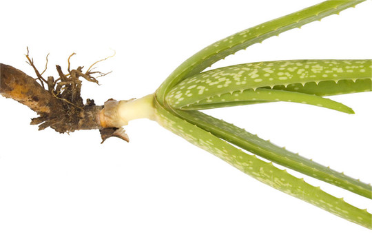 白色背景上的Aloe Vera和根