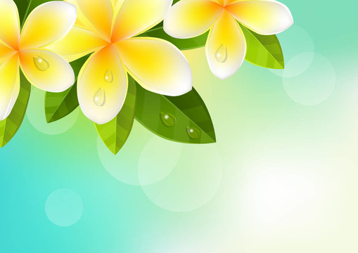 熱帶藍(lán)色背景的雞蛋花