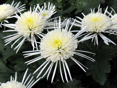 菊花