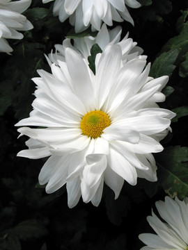 菊花