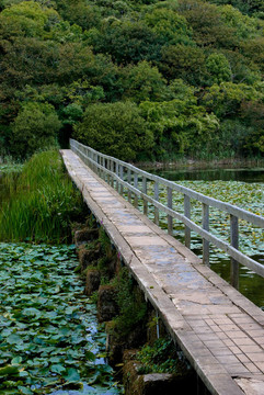 在莉莉池塘走道