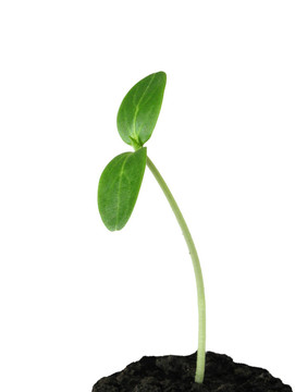 黃瓜發(fā)芽