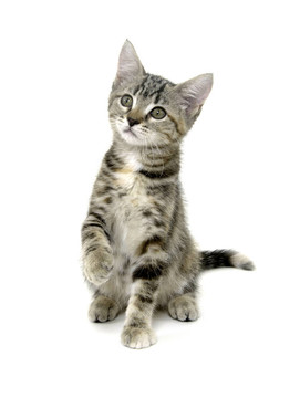 可愛的虎斑貓?jiān)诎咨尘? style=