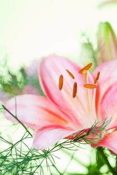 彩色背景的粉紅色百合花束
