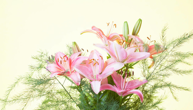 彩色背景的粉紅色百合花束