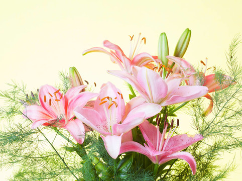 彩色背景的粉紅色百合花束