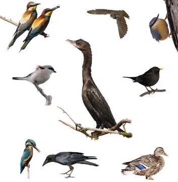 把鳥(niǎo)放在白色的上