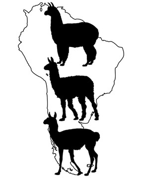喇嘛；Guanaco；羊駝