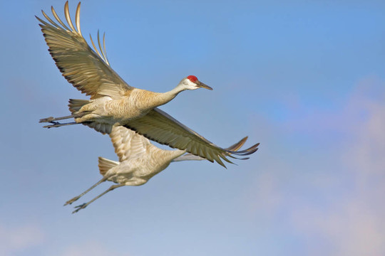 佛羅里達州鳥