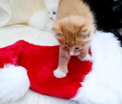 Santa帽子上的小貓