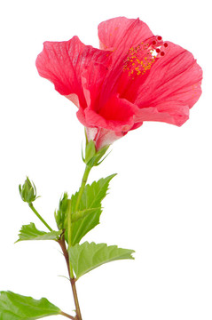 美麗的粉紅色的芙蓉花