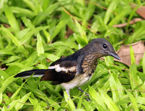 可愛的Magpie Robin