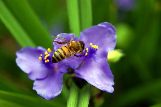 蜜蜂