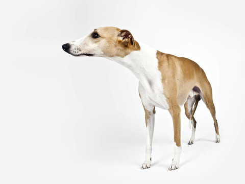 惠比特犬