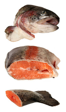 魚魚