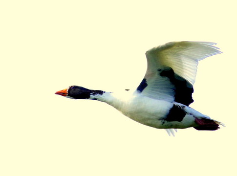 遠(yuǎn)飛的大雁