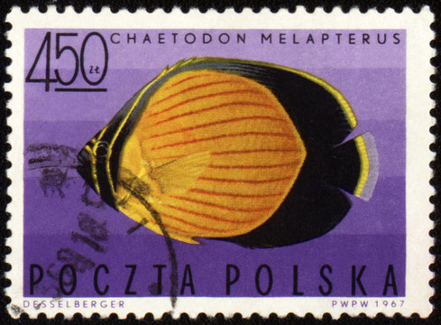 黑眼圈的蝴蝶魚(yú)（Chaetodon melapterus）對(duì)郵票
