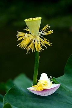 荷花花蕊花瓣