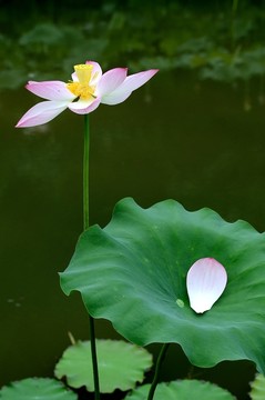 荷花荷葉