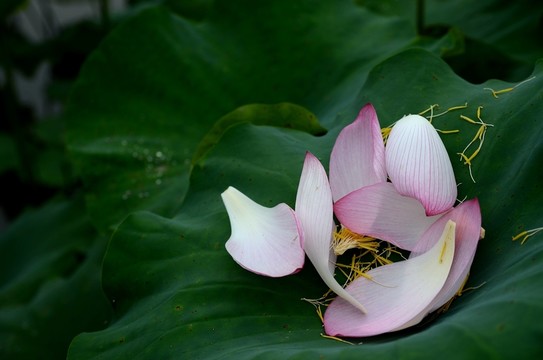 荷花花瓣