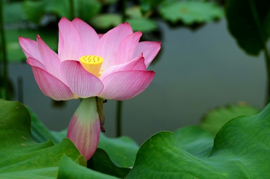 荷花