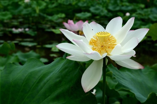 荷花