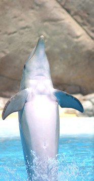 海豚