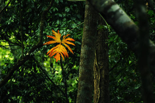 瓜地馬拉？森林