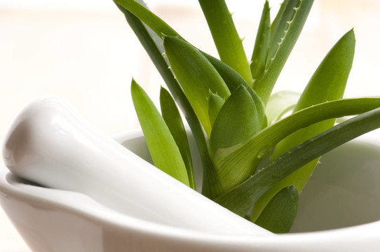 Aloe vera -草藥