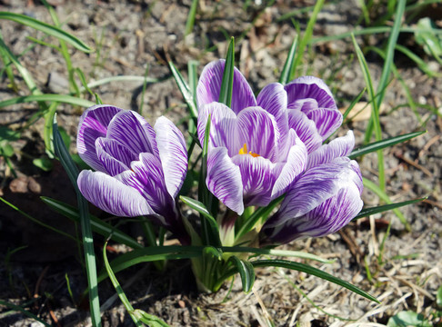 花
