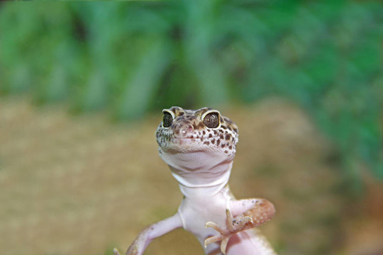 鬣蜥