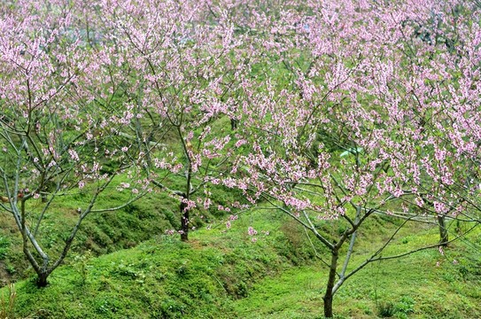 桃花林