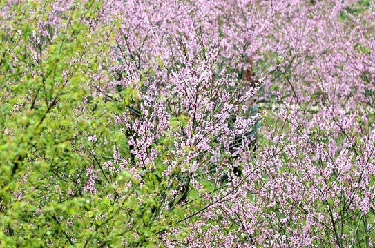 桃花