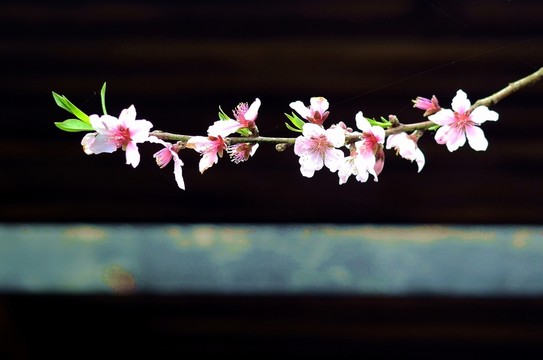 桃花