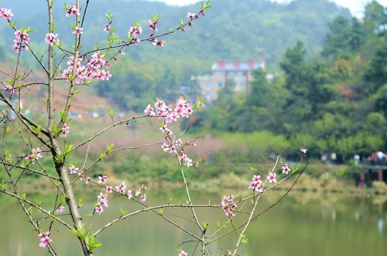 桃花