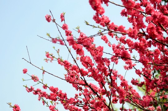 桃花