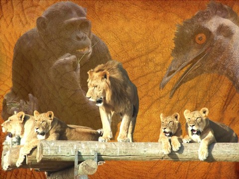 動(dòng)物園的拼貼