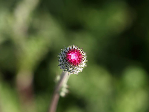 野生的花蕾